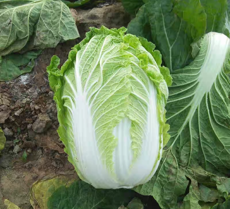 黄心白菜黄心大娃娃菜质量保证价格透明