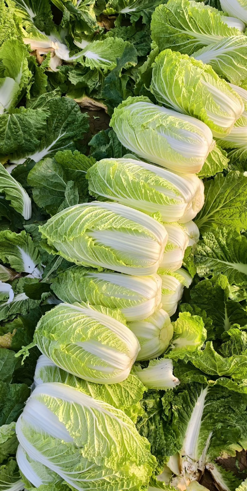 黄心白菜黄心大娃娃菜质量保证价格透明