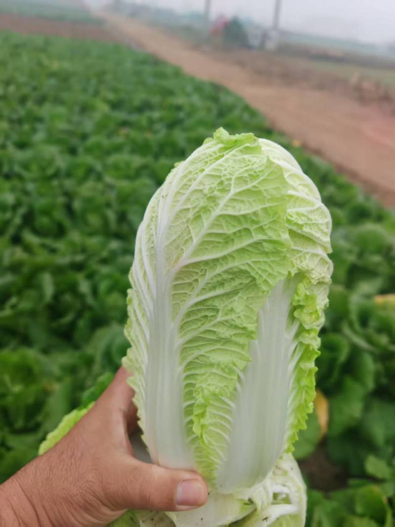 黄心白菜黄心大娃娃菜质量保证价格透明