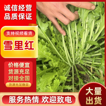 安徽雪里红品质保证诚信经营量欢迎联系接商超市场电商腌制户