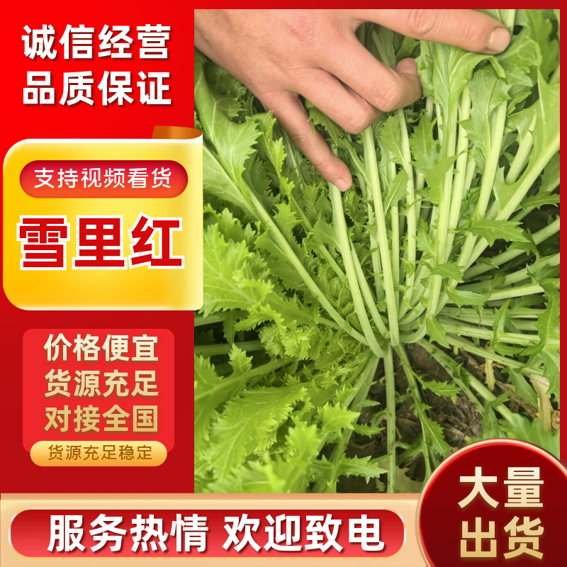 安徽雪里红品质保证诚信经营量欢迎联系接商超市场电商腌制户