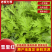 安徽雪里红品质保证诚信经营量欢迎联系接商超市场电商腌制户