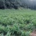生姜，贵州平头大二黄（5两以上）无死棵，无姜温，无农药