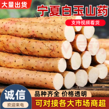 《精品推荐》白玉山药/宁夏产地山药/沙地山药/产地货源