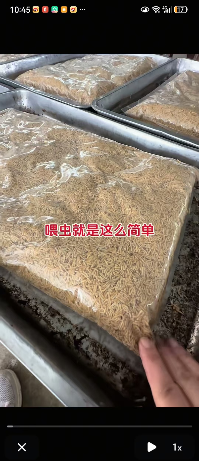 蝇蛆昆虫蛋白水产饲料大量现货产地直供欢迎联系