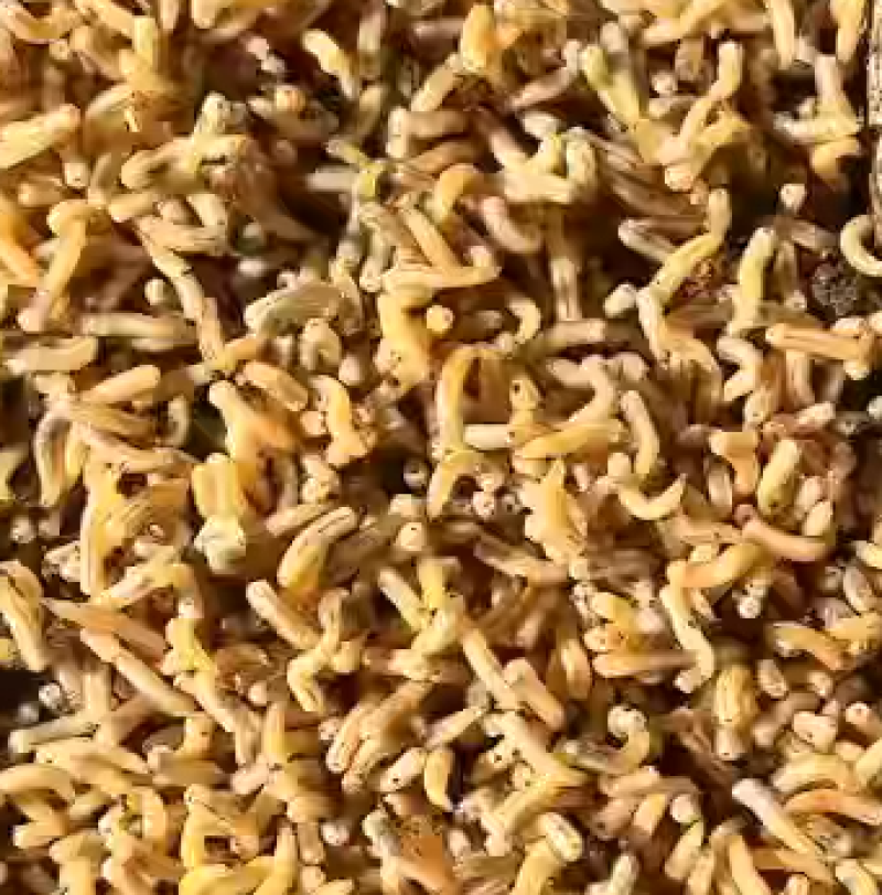 蝇蛆昆虫蛋白水产饲料大量现货产地直供欢迎联系