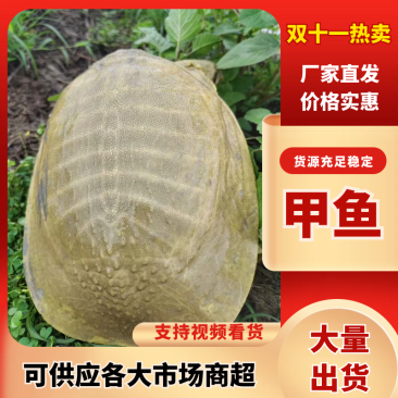 【精品】固始外塘生态甲鱼可视频看货货源充足欢迎联系