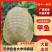 【精品】固始外塘生态甲鱼可视频看货货源充足欢迎联系