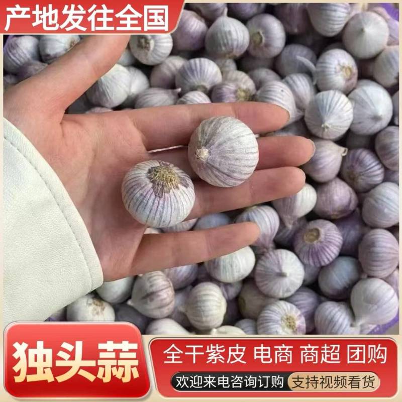 《精选》新蒜/独头蒜&紫皮蒜/全干独头大蒜/可全国发货
