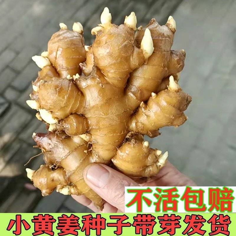 《小黄姜种子》已脱毒催芽/提供种植技术/抗病高产/全国发