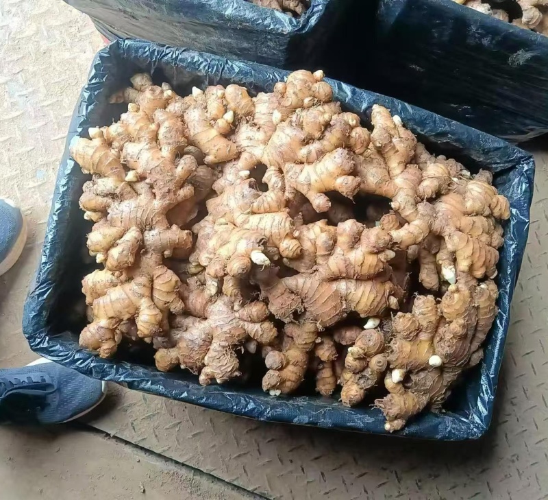《小黄姜种子》已脱毒催芽/提供种植技术/抗病高产/全国发