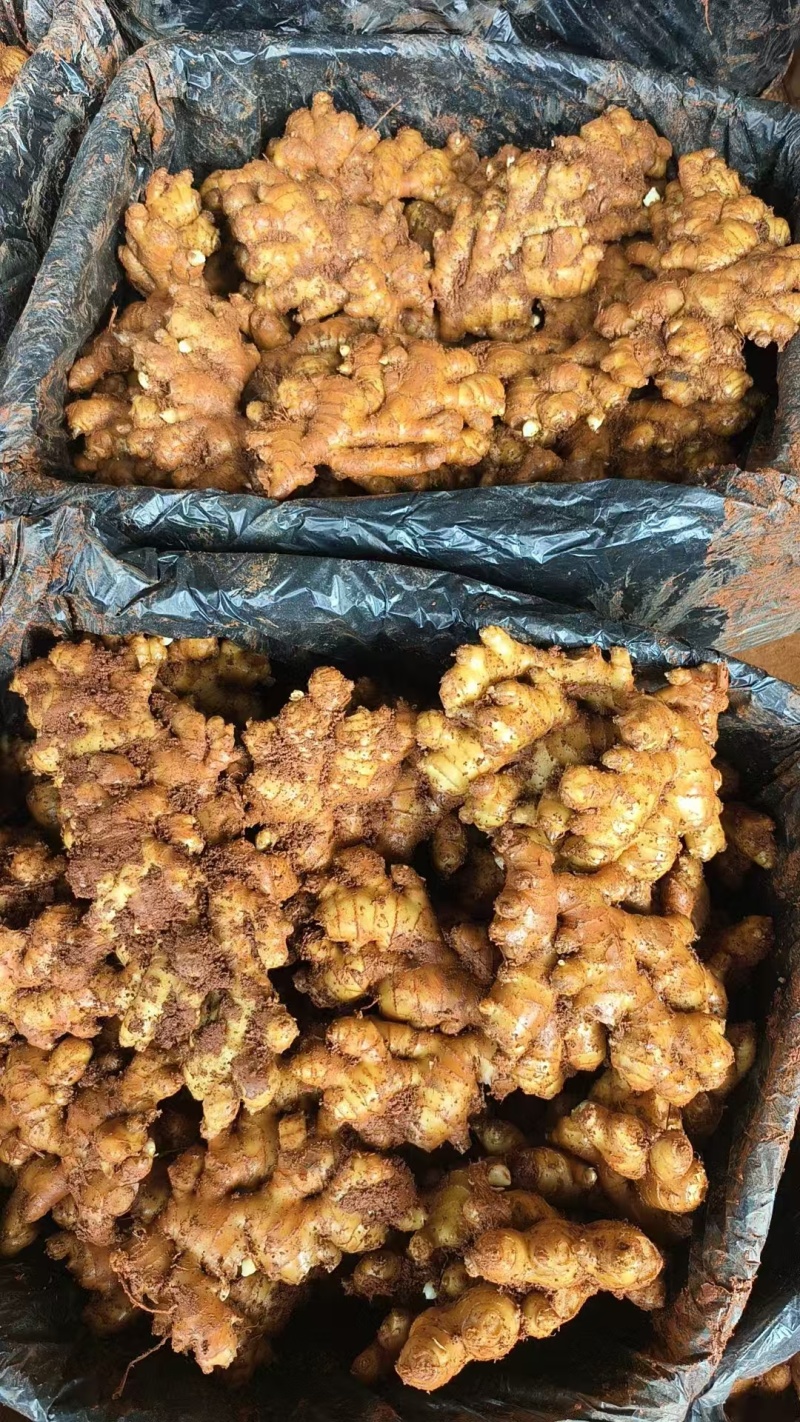 《小黄姜种子》已脱毒催芽/提供种植技术/抗病高产/全国发