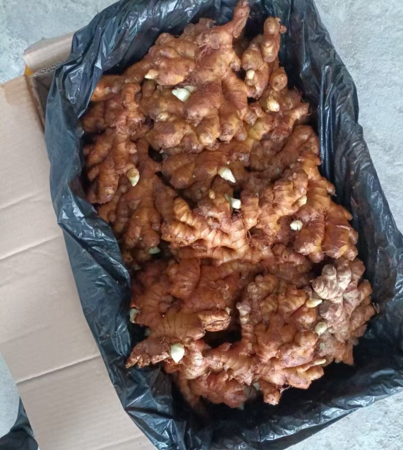 《小黄姜种子》已脱毒催芽/提供种植技术/抗病高产/全国发