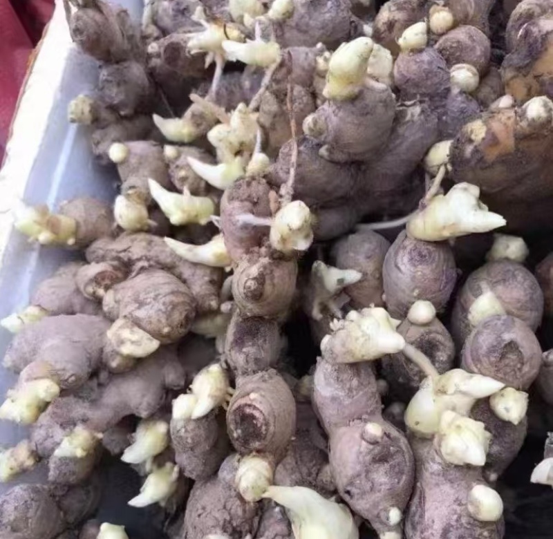 《大黄姜种子》368脱毒姜种/已催芽/高产王姜种/全国发