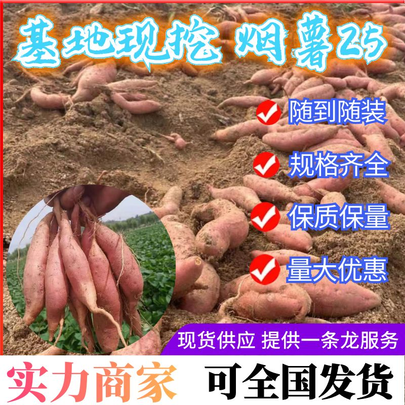 实力推荐《烟薯25号》山东红薯规格齐全现货供应全国发货