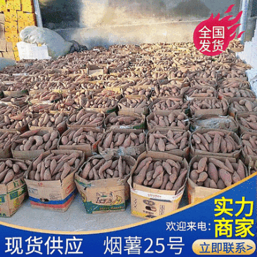 《精选》烟薯25山东红薯规格齐全全国发货现货供应