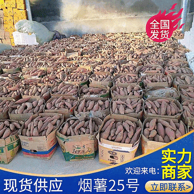 《精选》烟薯25山东红薯规格齐全全国发货现货供应
