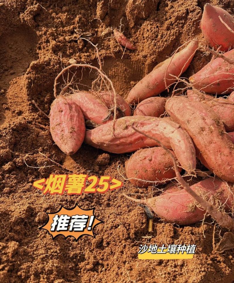 《精选》烟薯25山东红薯规格齐全全国发货现货供应
