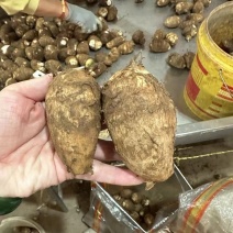 《芋头8520》芋头毛芋头常年批发规格齐全量大价优