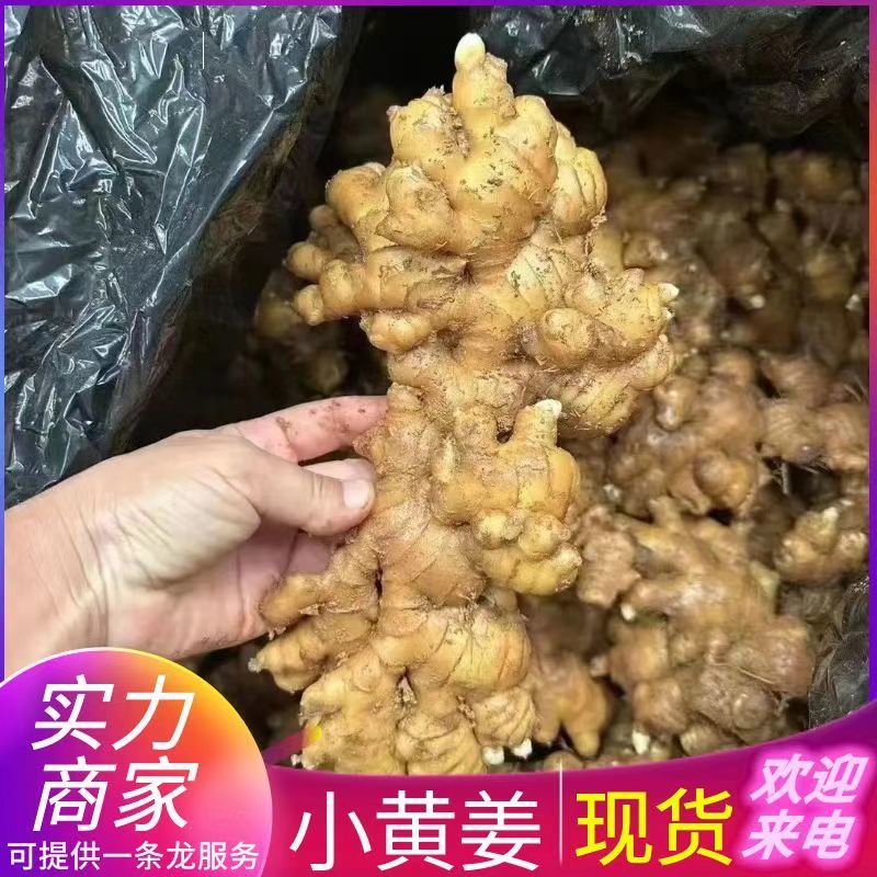 贵州小黄姜常年批发，电商~批发~商超/可全国发货