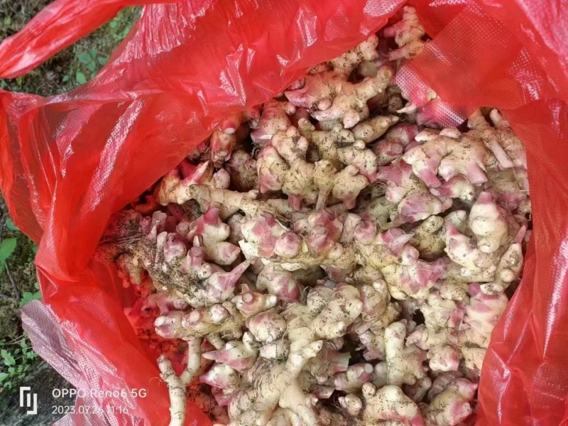 贵州小黄姜常年批发，电商~批发~商超/可全国发货