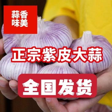 紫皮大蒜山东大蒜现货供应随到随装常年批发发全国