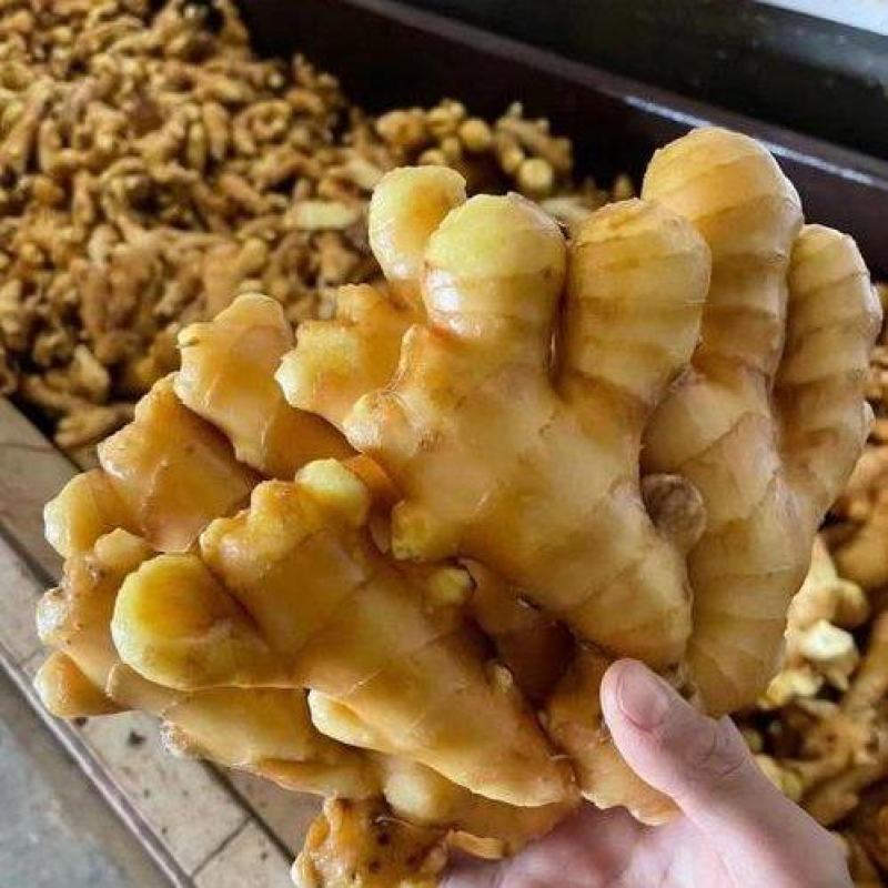 大黄姜生姜基地现货风干姜/水洗姜/泥姜坏烂包赔