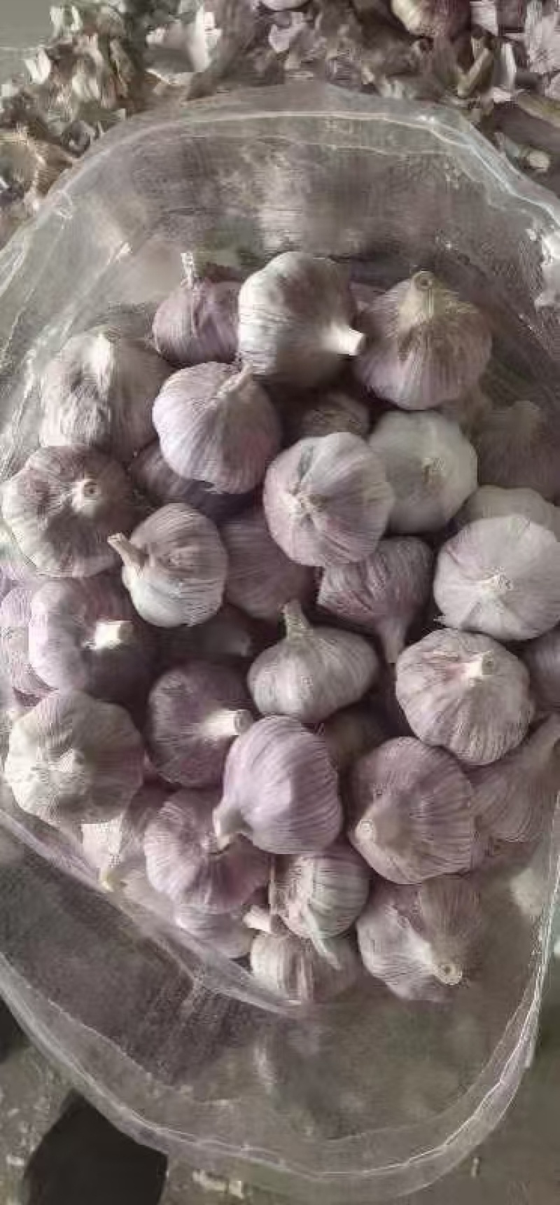 紫皮大蒜现货供应规格齐全全国发货价格便宜保质量