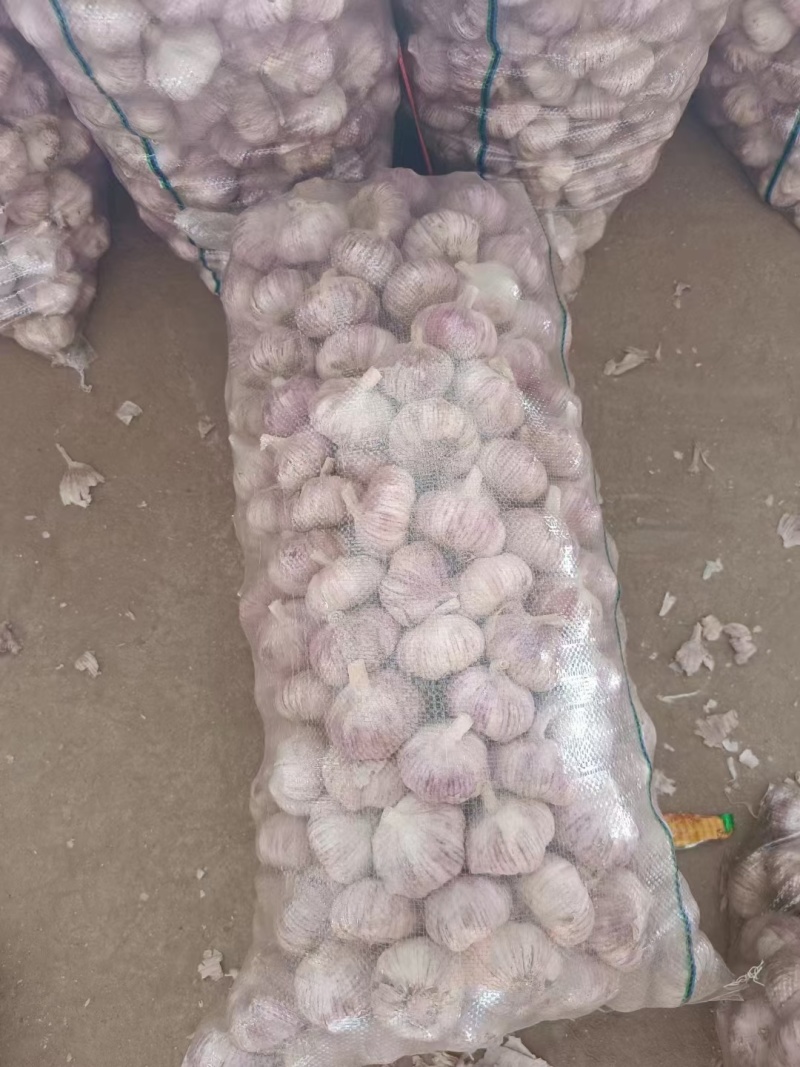 紫皮大蒜现货供应规格齐全全国发货价格便宜保质量