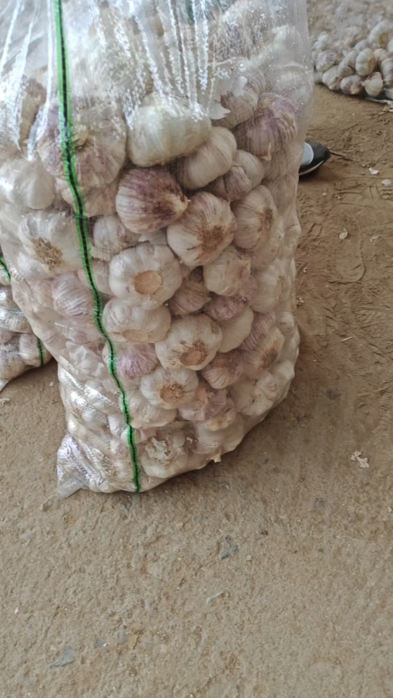 紫皮大蒜现货供应规格齐全全国发货价格便宜保质量