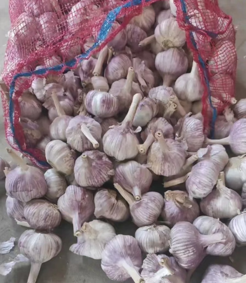 紫皮大蒜现货供应规格齐全全国发货价格便宜保质量
