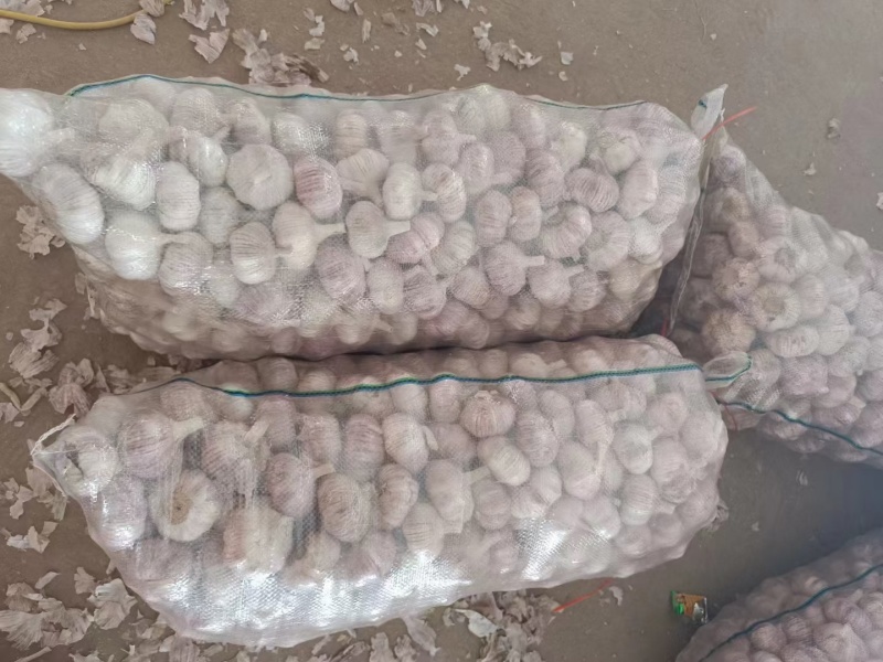 紫皮大蒜现货供应规格齐全全国发货价格便宜保质量
