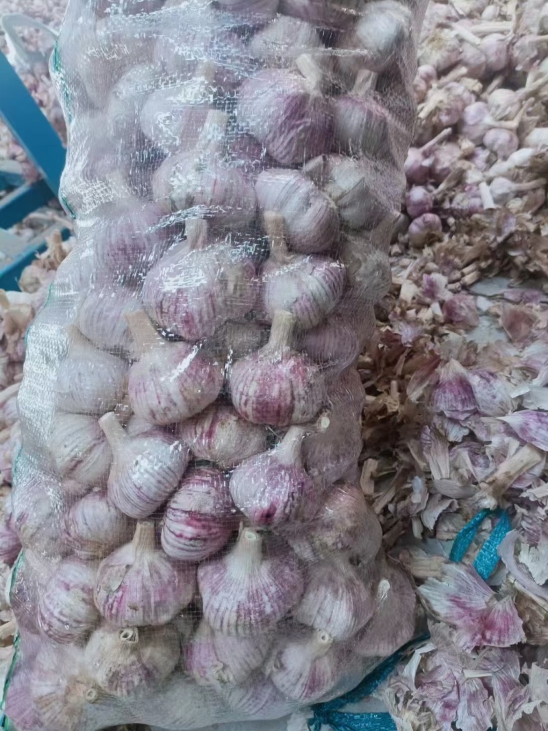 紫皮大蒜现货供应规格齐全全国发货价格便宜保质量