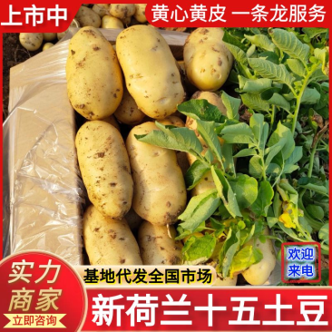 26年新土豆荷兰十五土豆规格齐全现货供应随到随装
