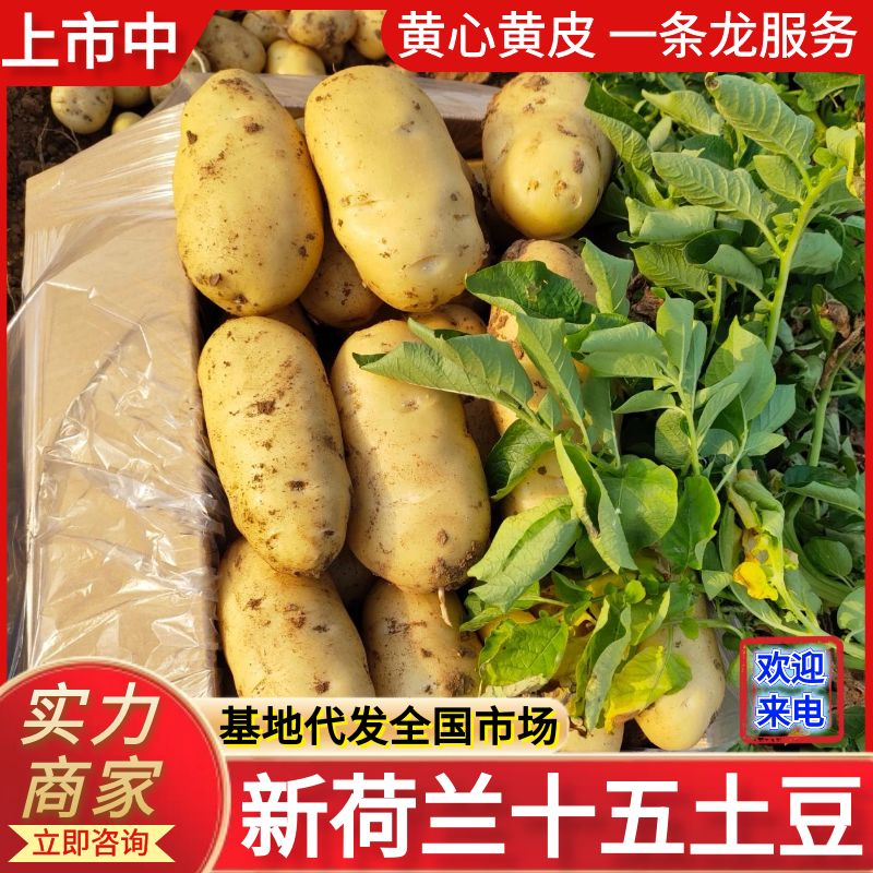 26年新土豆荷兰十五土豆规格齐全现货供应随到随装