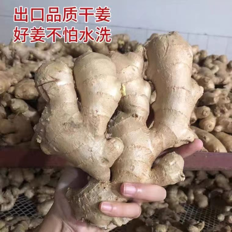山东大黄姜/常年供应【水洗姜/风干姜】坏烂包赔/全国发货