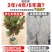 正宗仙居东魁杨梅苗1-6年原杯原土早熟结果黑炭盆栽果树苗