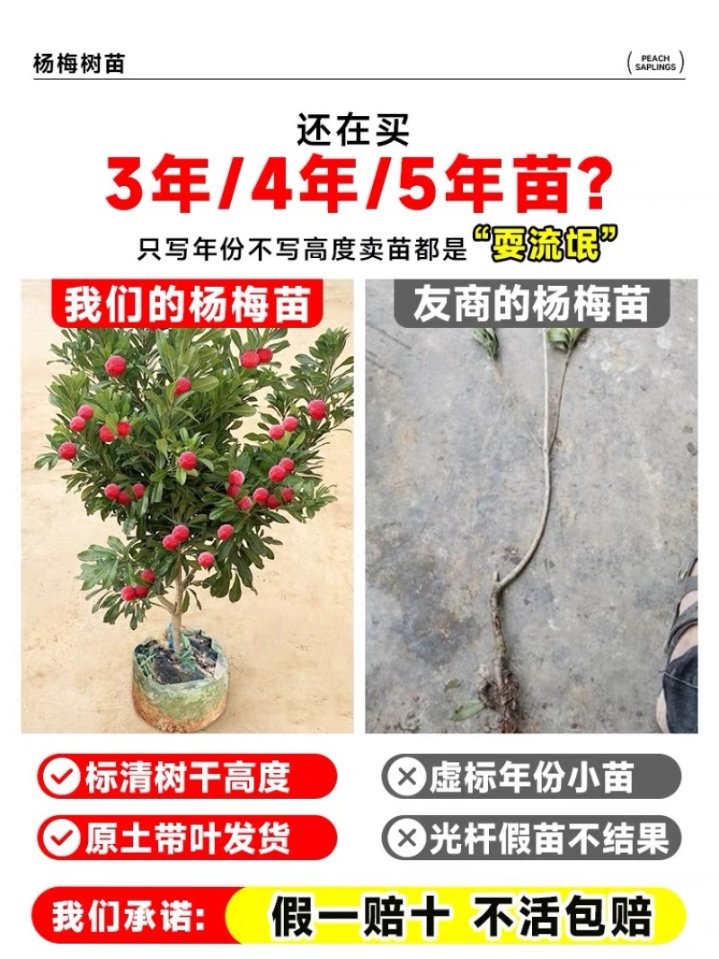 正宗仙居东魁杨梅苗1-6年原杯原土早熟结果黑炭盆栽果树苗
