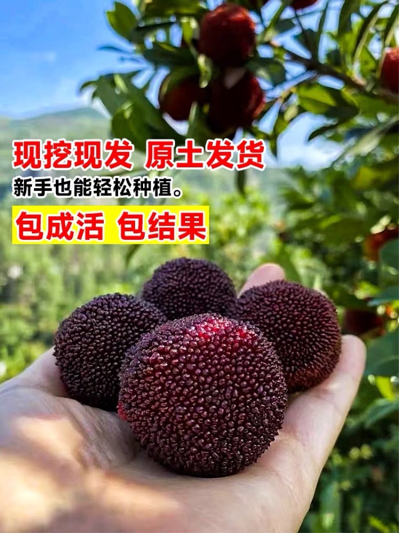 正宗仙居东魁杨梅苗1-6年原杯原土早熟结果黑炭盆栽果树苗