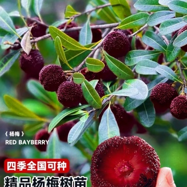 正宗仙居东魁杨梅苗1-6年原杯原土早熟结果黑炭盆栽果树苗