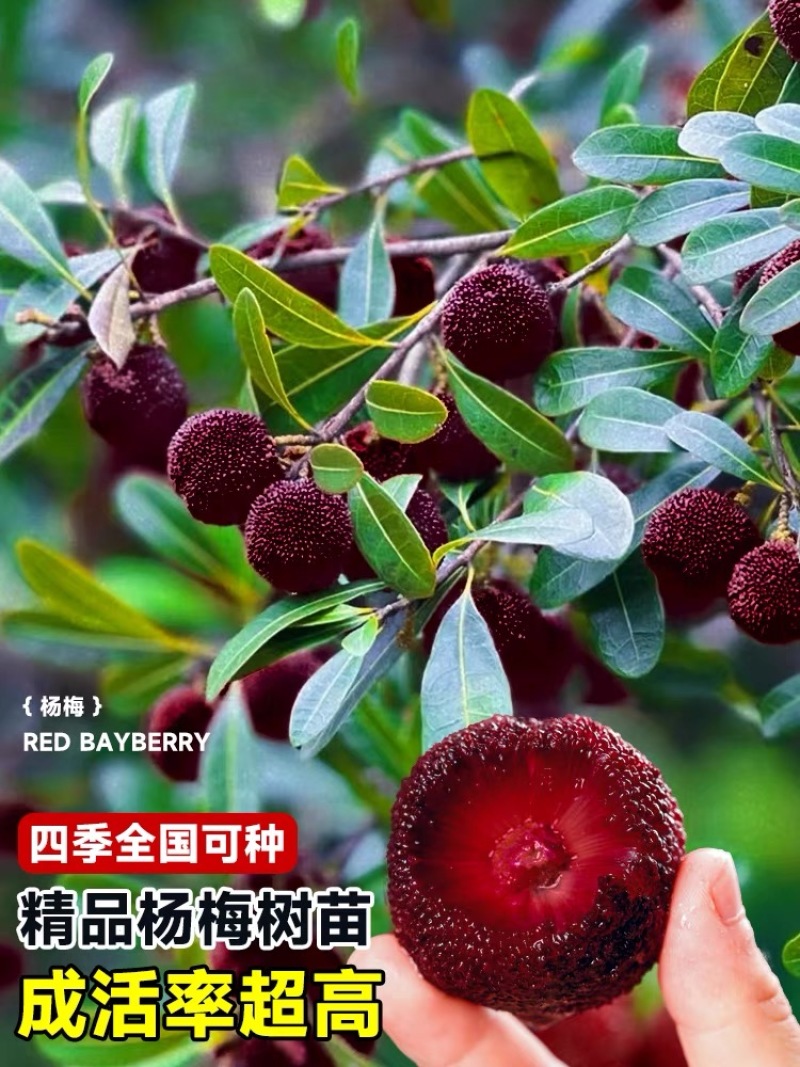 正宗仙居东魁杨梅苗1-6年原杯原土早熟结果黑炭盆栽果树苗