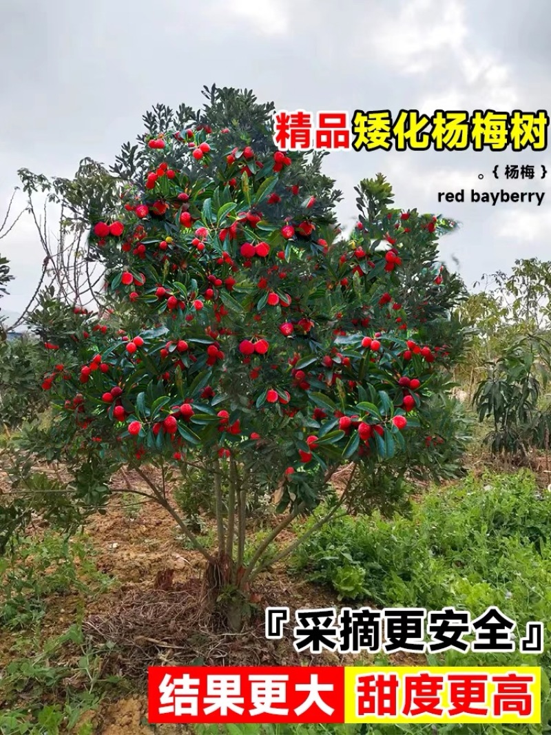 正宗仙居东魁杨梅苗1-6年原杯原土早熟结果黑炭盆栽果树苗