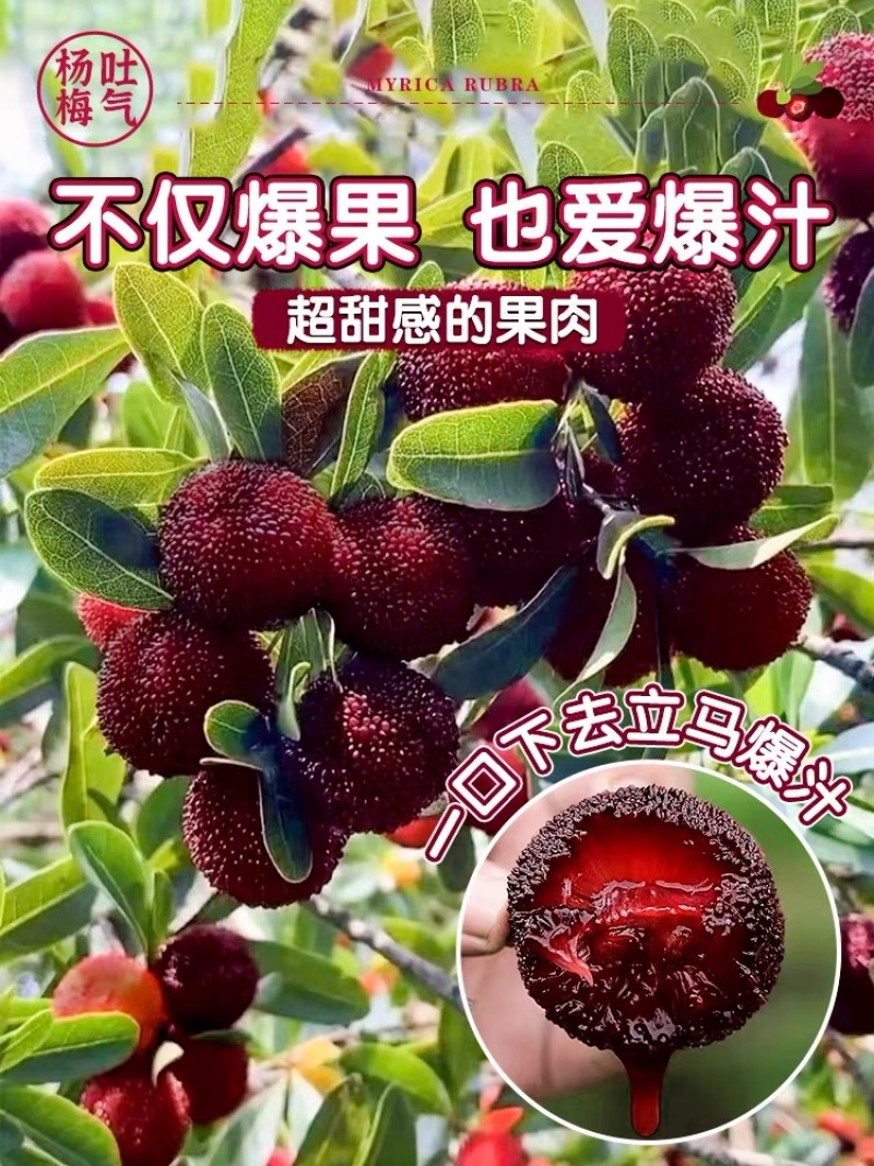 正宗仙居东魁杨梅苗1-6年原杯原土早熟结果黑炭盆栽果树苗