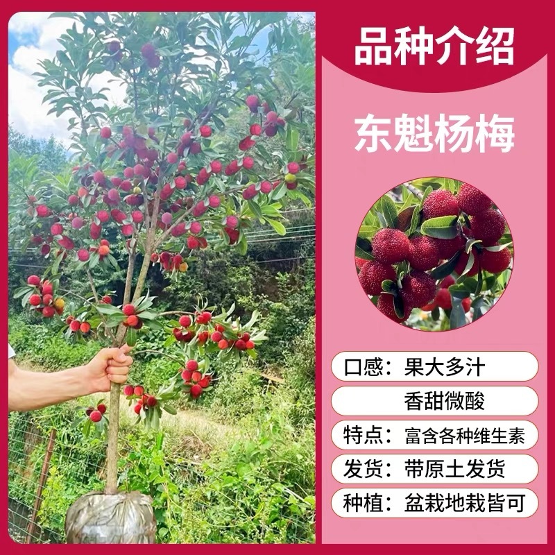 正宗仙居东魁杨梅苗1-6年原杯原土早熟结果黑炭盆栽果树苗