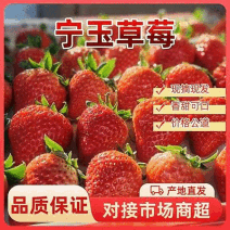 宁玉草莓供应中对接商超水果店量大从优规格齐全欢迎来电订购