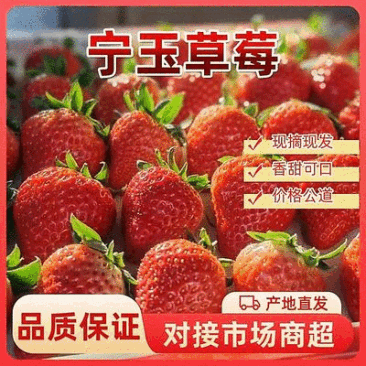 宁玉草莓供应中对接商超水果店量大从优规格齐全欢迎来电订购