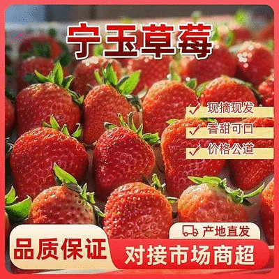 宁玉草莓供应中对接商超水果店量大从优规格齐全欢迎来电订购