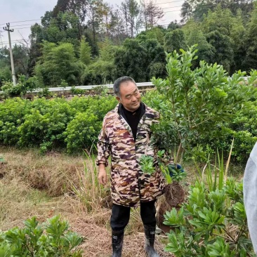 正宗仙居东魁杨梅苗1-6年原杯原土早熟结果黑炭盆栽果树