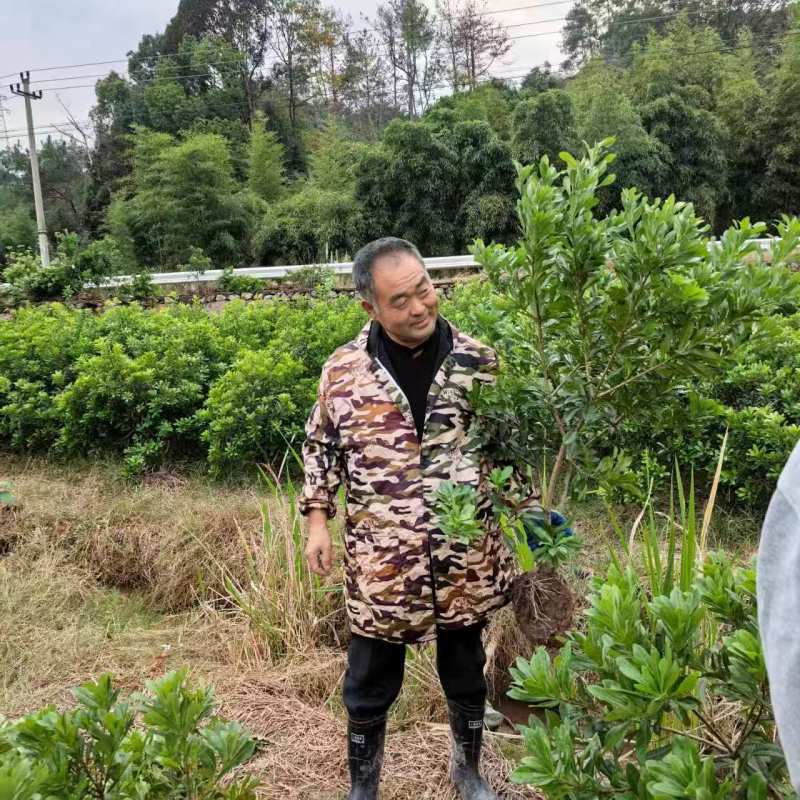正宗仙居东魁杨梅苗1-6年原杯原土早熟结果黑炭盆栽果树