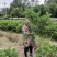 正宗仙居东魁杨梅苗1-6年原杯原土早熟结果黑炭盆栽果树